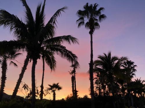 The picturesque palms & pastelsof a Cabo sunset