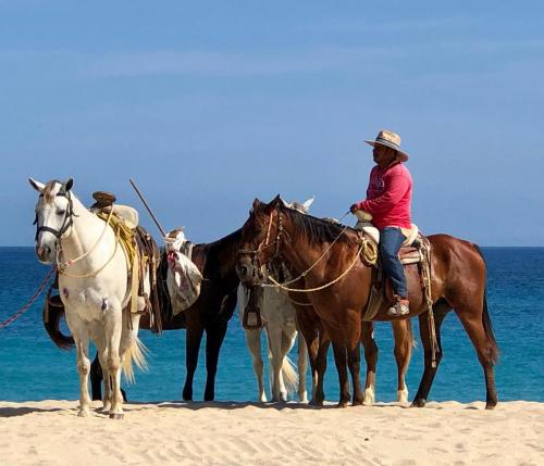 Horseback riding on the beachin Los Cabos