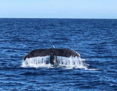 El Arco boat rideSeasonal whale watching excursions